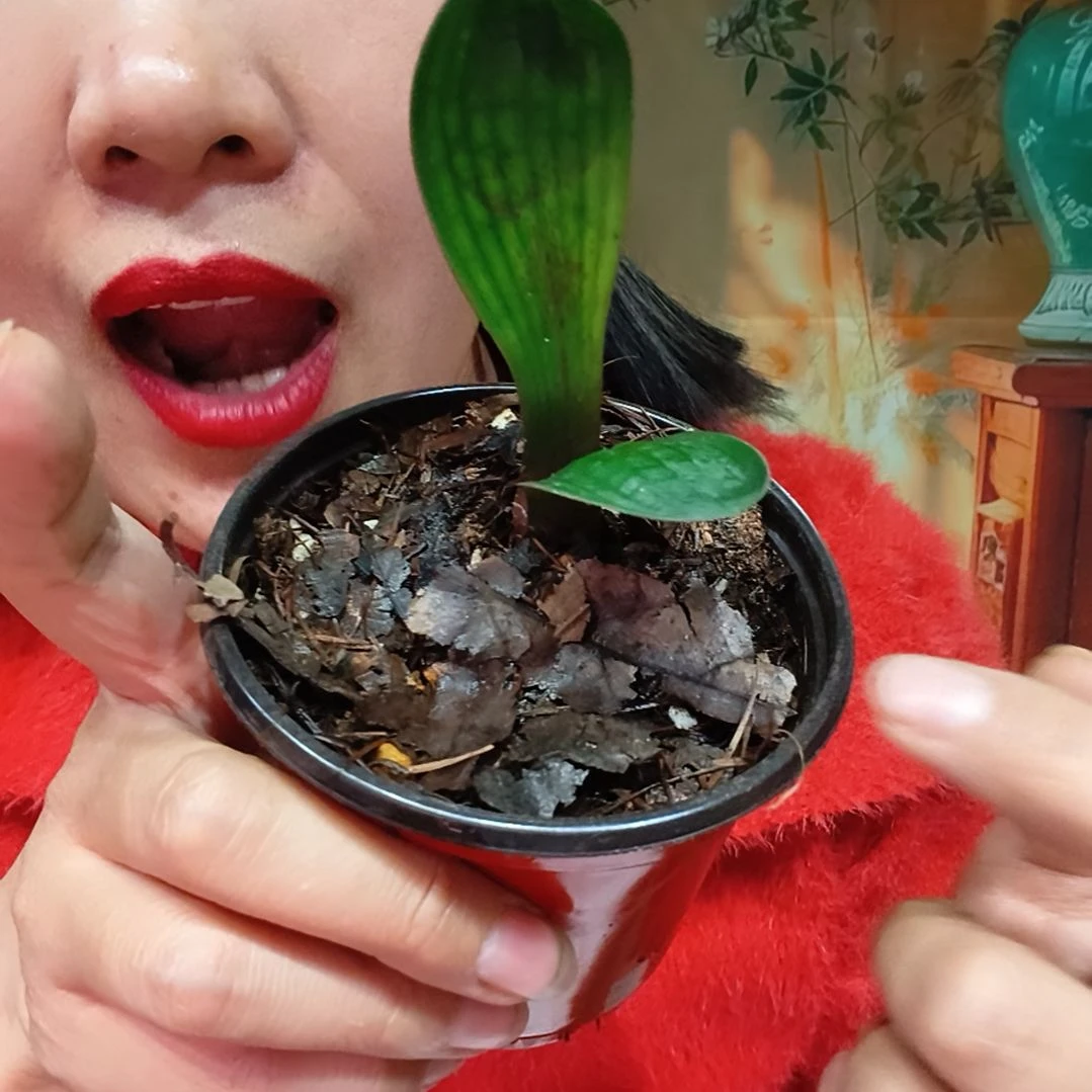 无***完全开放100000000000