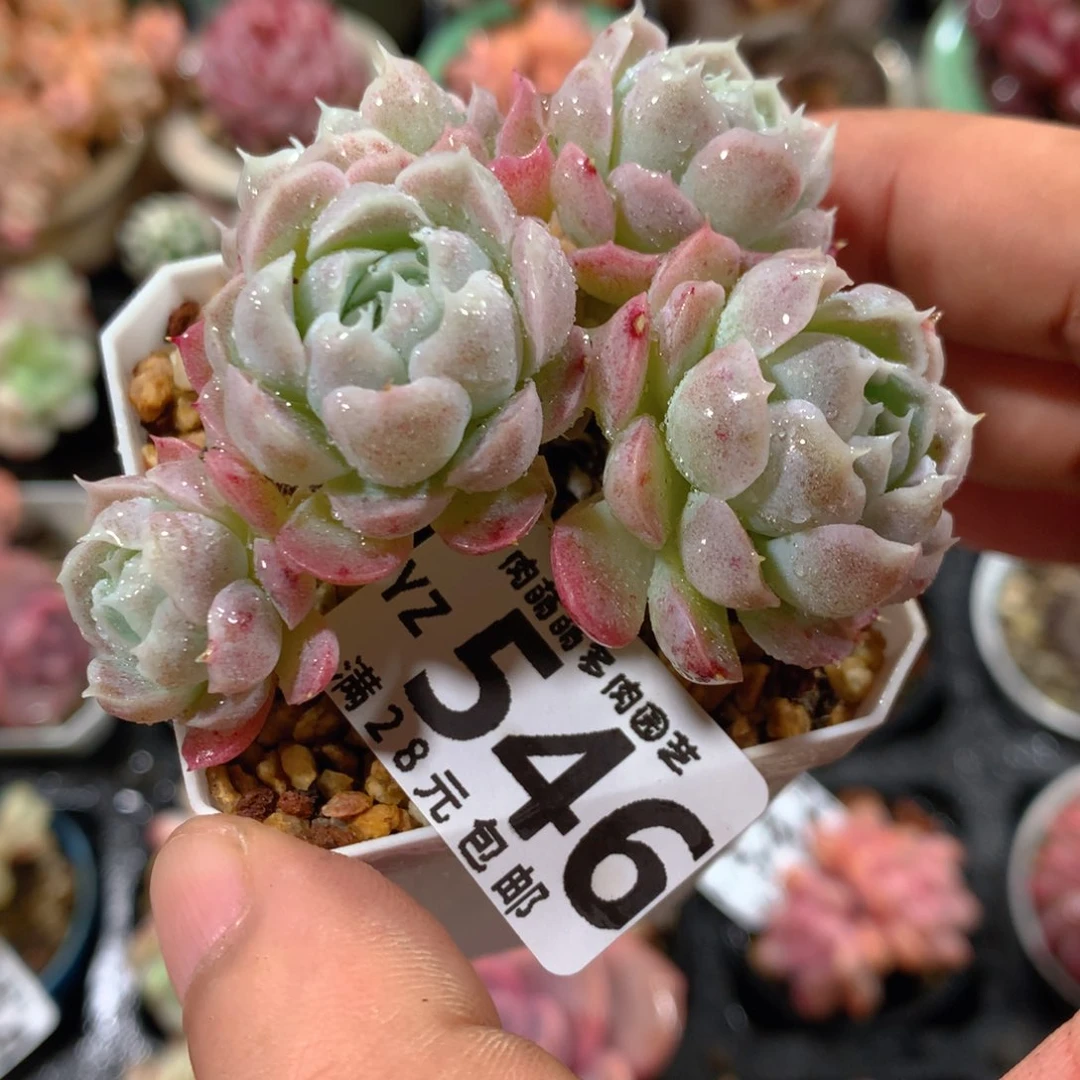 5CM拇指盆精控多肉YZ546