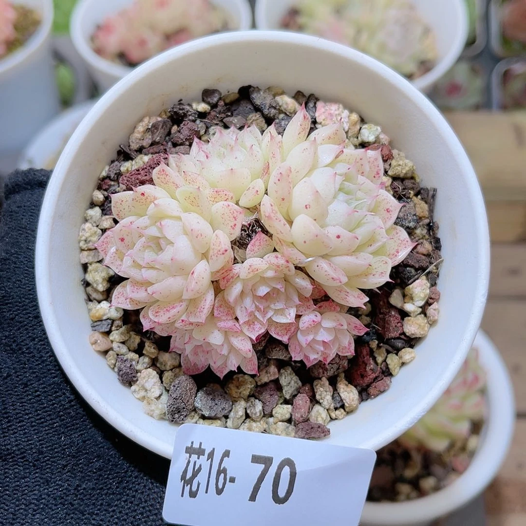 花16-70海王群生