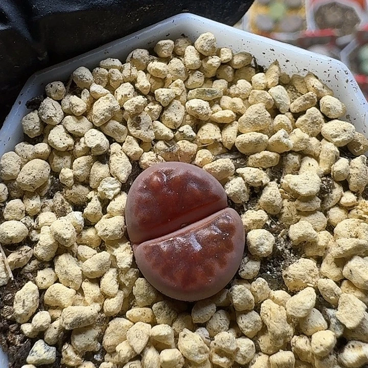 陪***雪生石花111111。  83