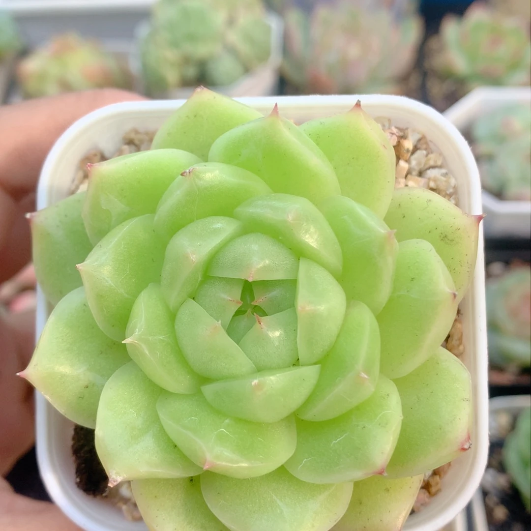 58包邮 群生不包整06