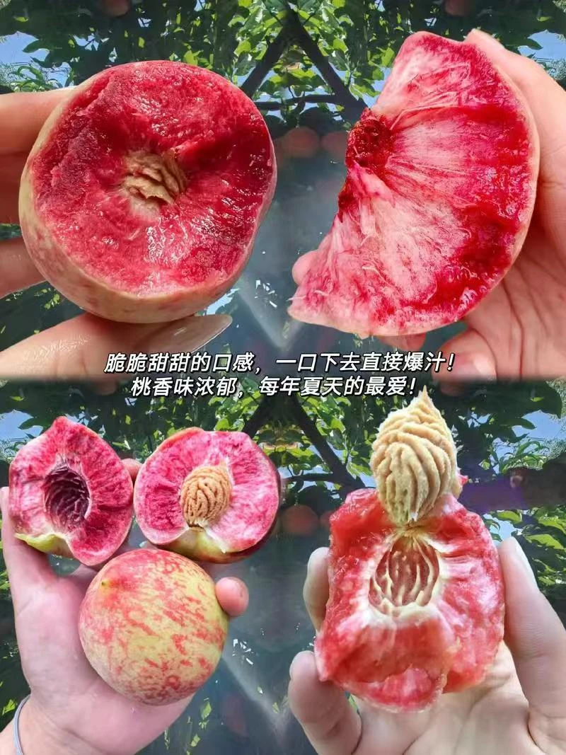 【京东空运】贵州正宗老树百花桃结桃血桃毛桃脱核桃现摘现发