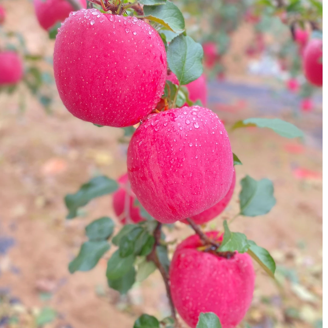正宗静宁红富士苹果脆甜多汁产地冰糖心苹果甘肃红富士苹果列车