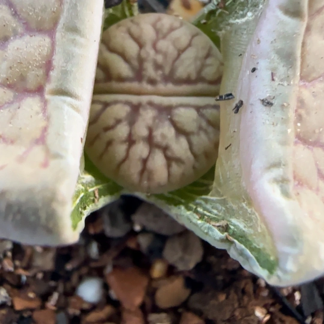 369清框福利30包邮