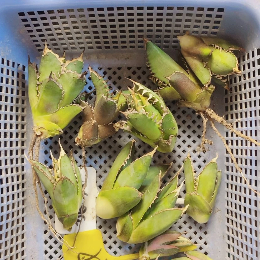 【闪购商品】狼人顶呀