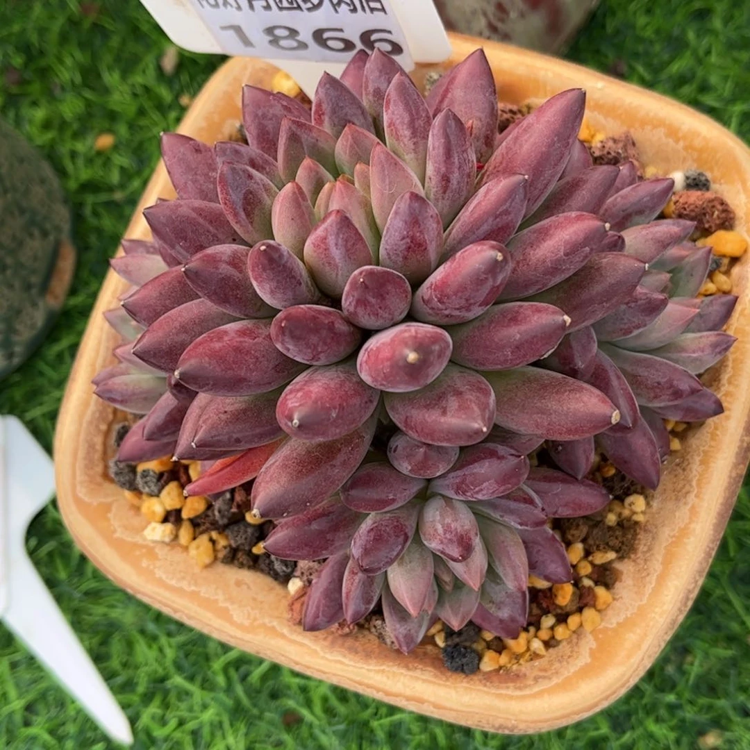 あ***³多肉植物1866不带盆