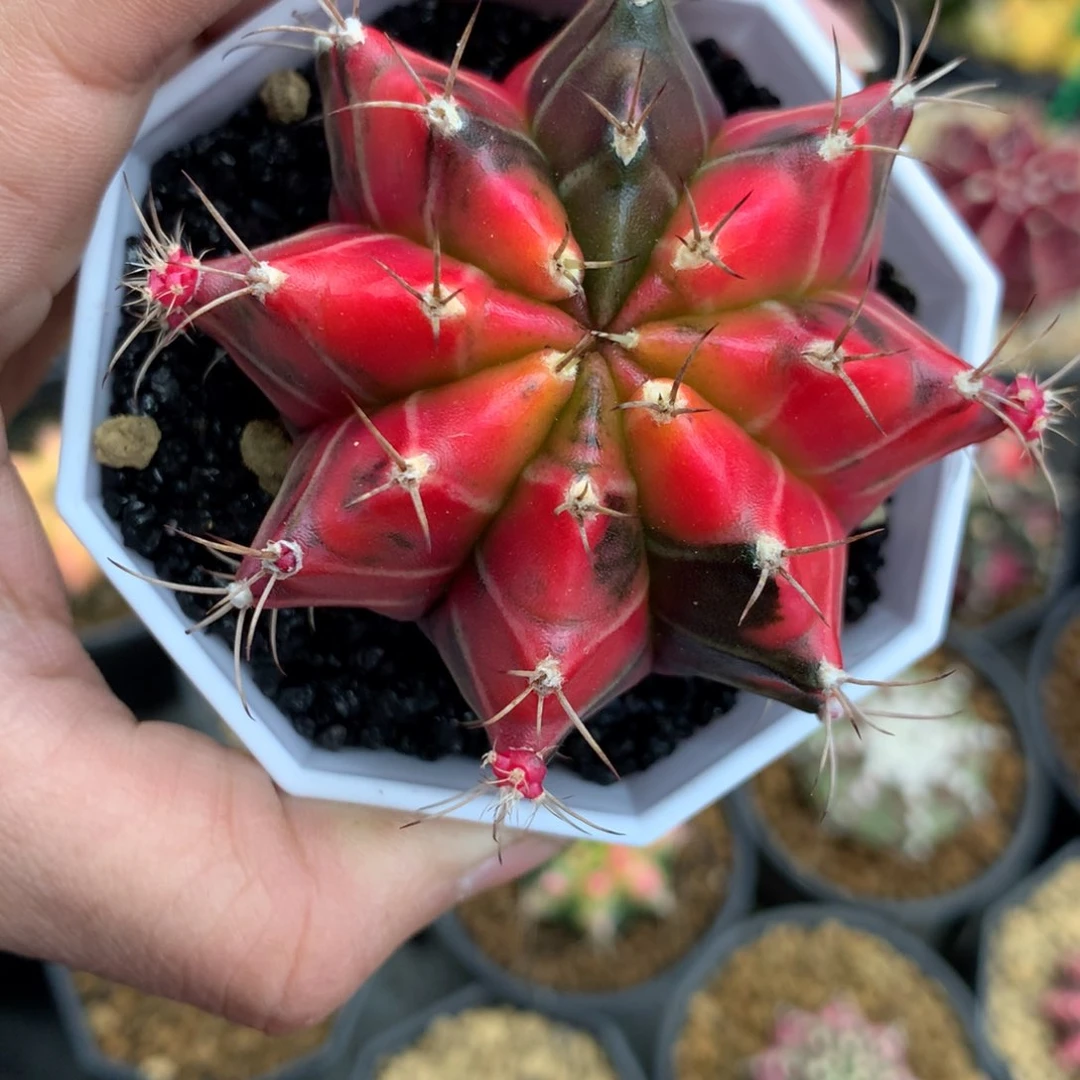 牛*仙人球一一一拍35