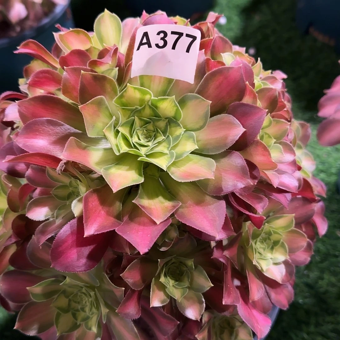 用****6多肉植物韶华377