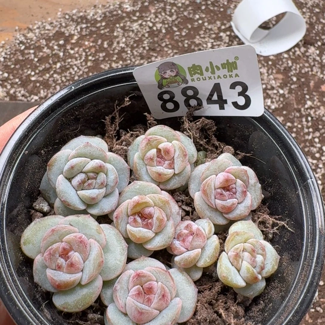 今***丶多肉植物多肉植物