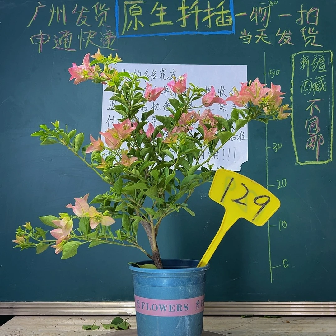 当前无花栽培后可以开花卡亚塔 129
