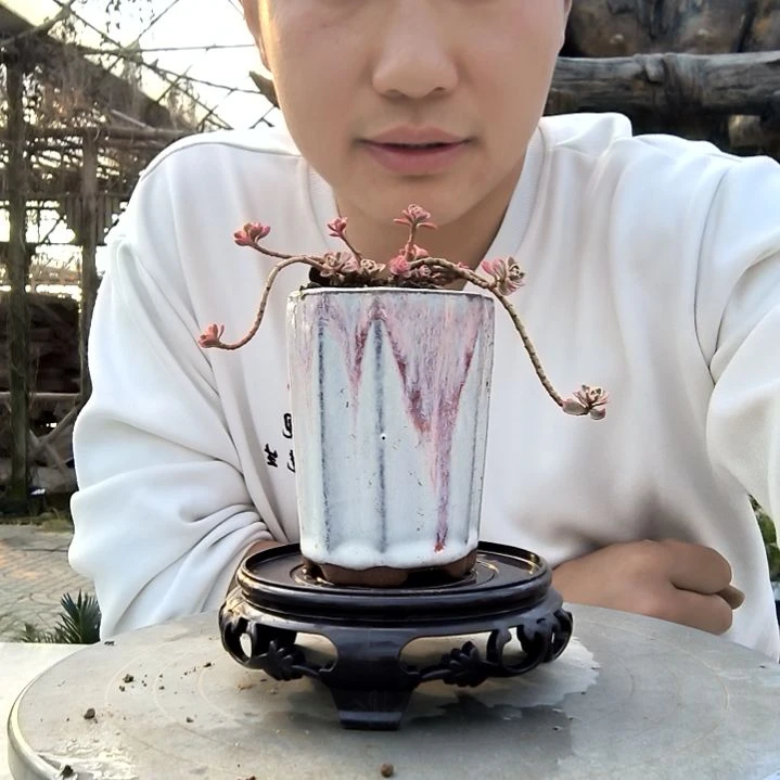 不****?小盆景小植物一物一拍79