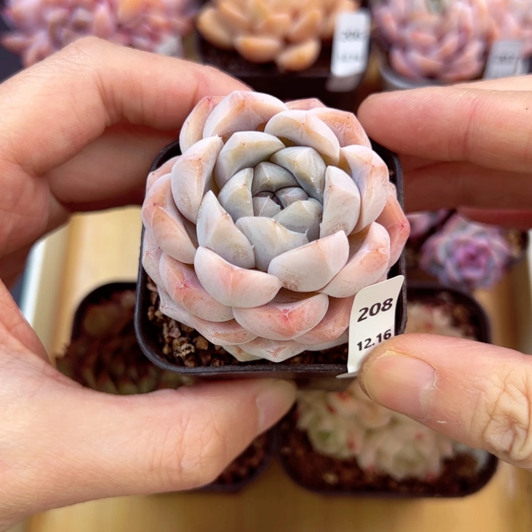 好好看208、哈哈哈哈