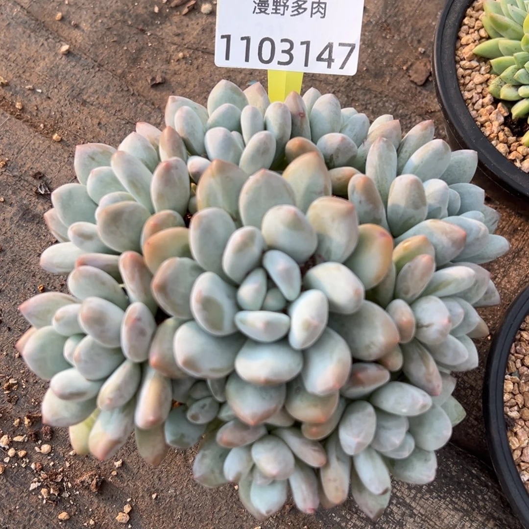 1103147 石化香水群生9捧一无砍