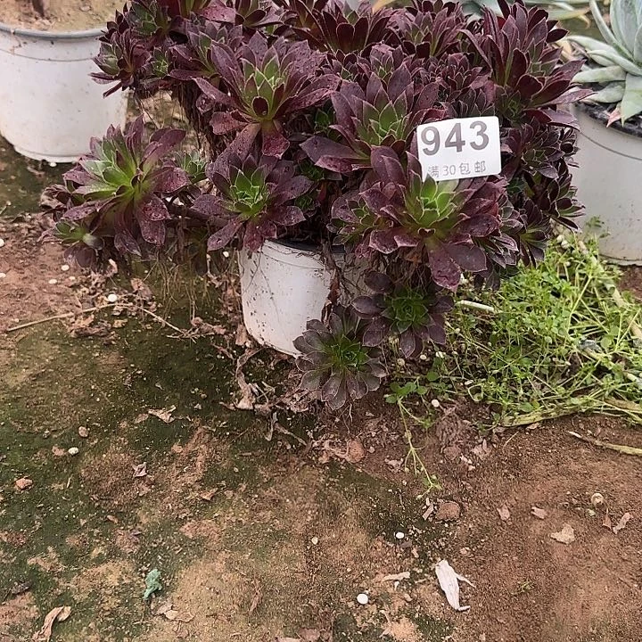 943
