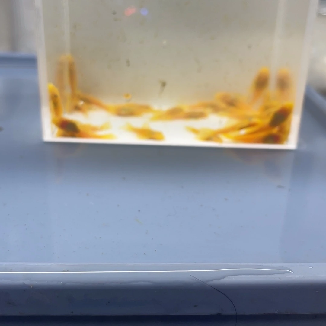 孔雀鱼小胡子30条开箱视频报损
