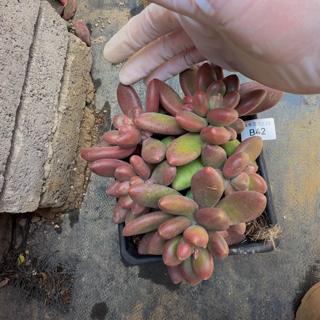 城*b b b b b b b vv42