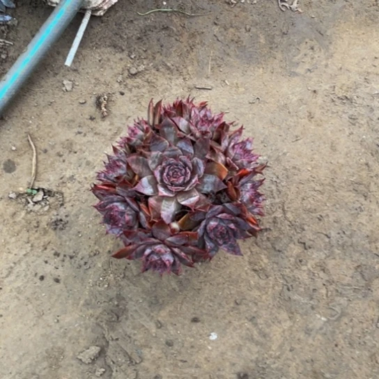 观音莲纪念品一盆群生