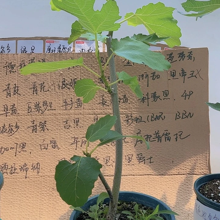 无花朵一物一拍原盆土发货