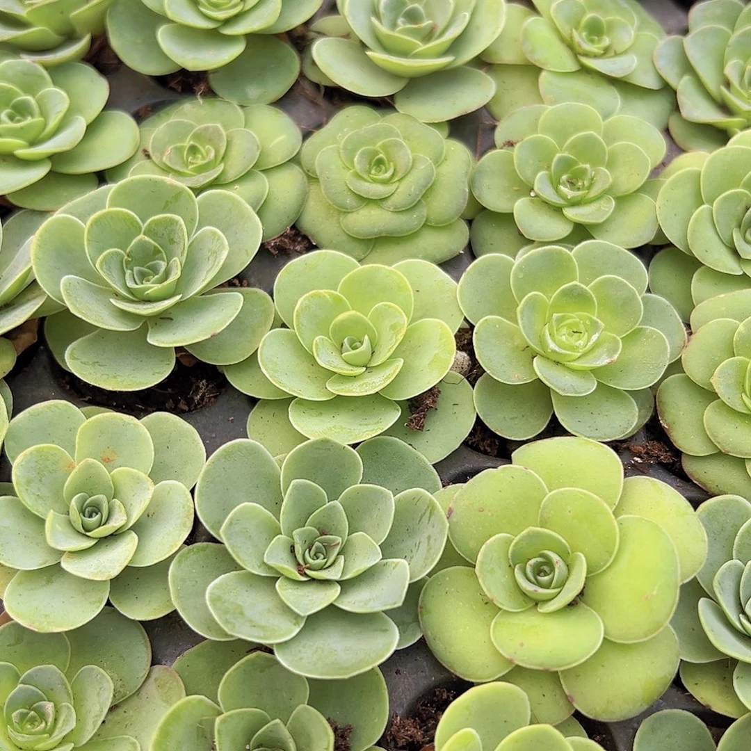 玫瑰苗杂7颗19包邮多肉