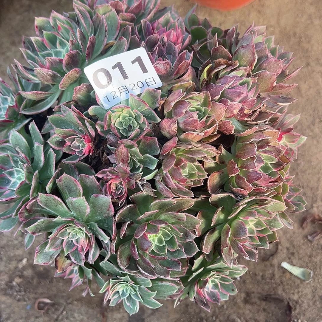 12.20/11万花筒多肉植物