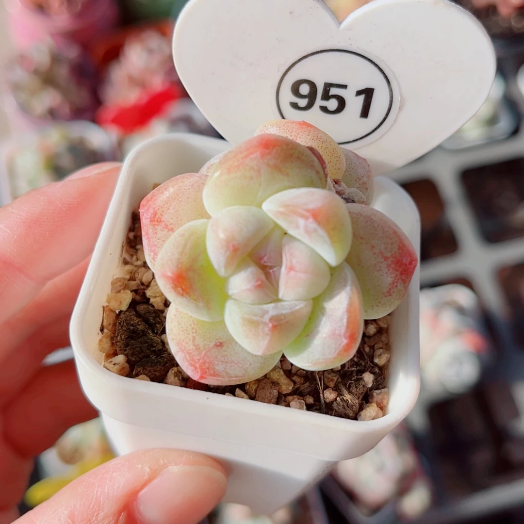 951号小老桩冰玉双头