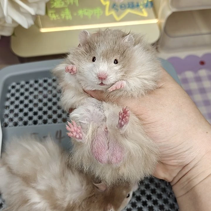 5-4红眼巧波弟弟5.26