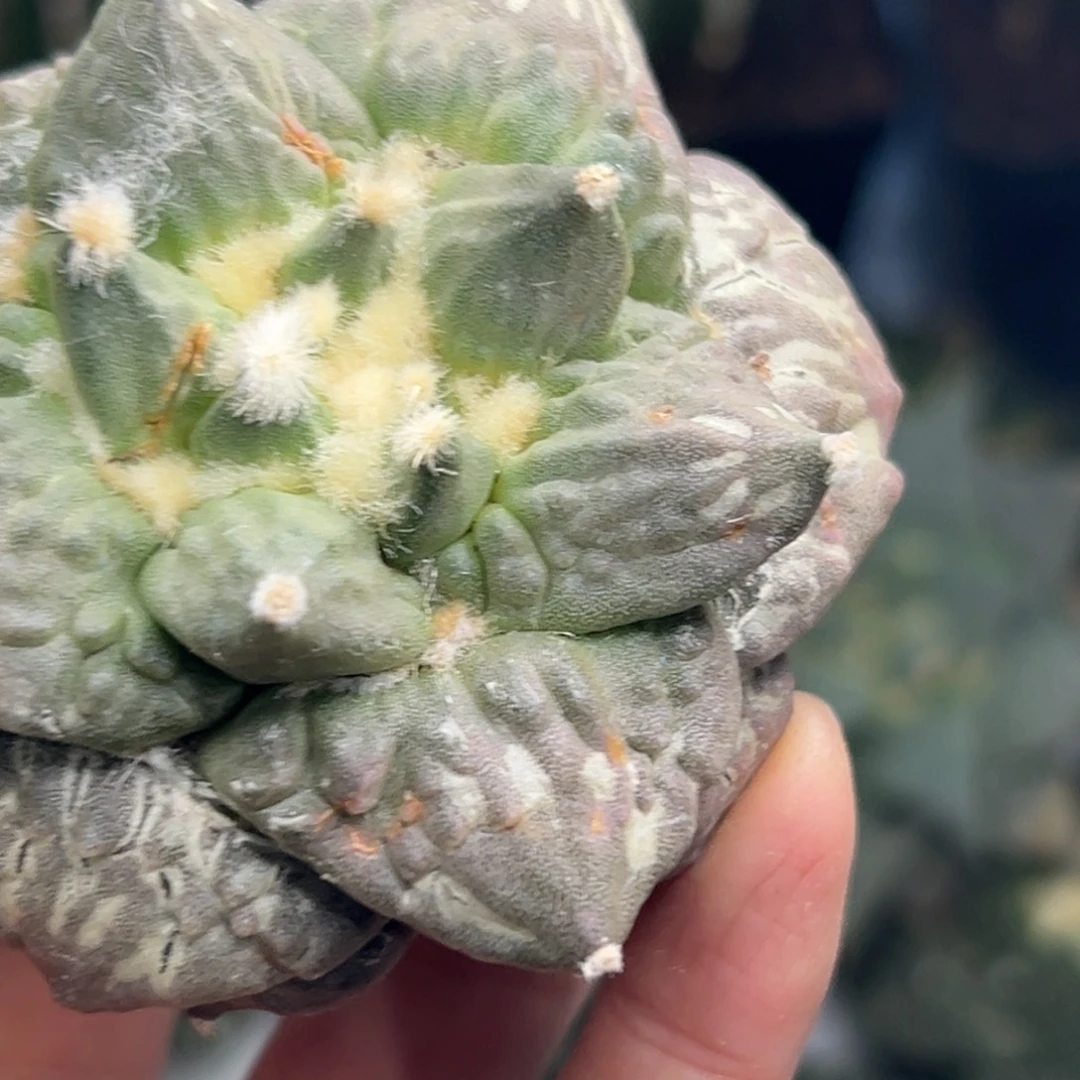 69 晾一个月上盆p