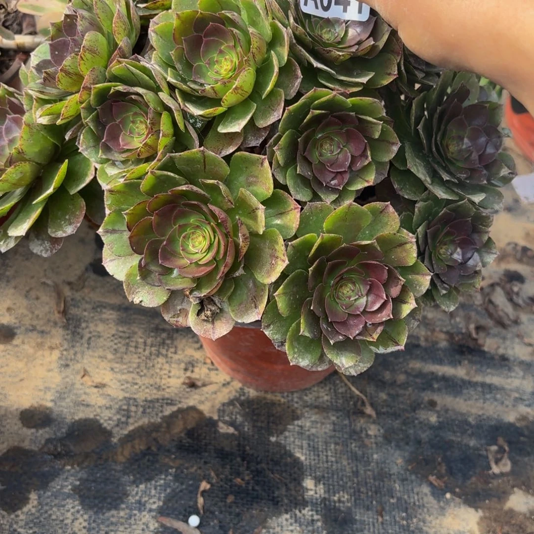 41多肉植物捧花的时候