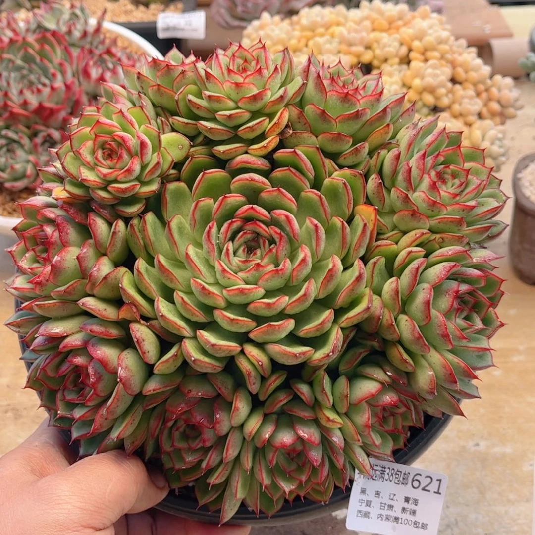 621萤火虫德华多肉
