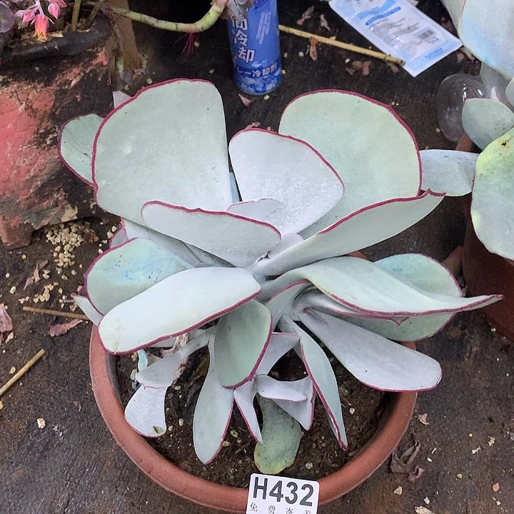 白眉老桩 非偏远38包邮 节后发