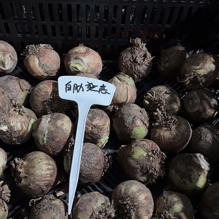 白肋热恋朱顶红一棵5+