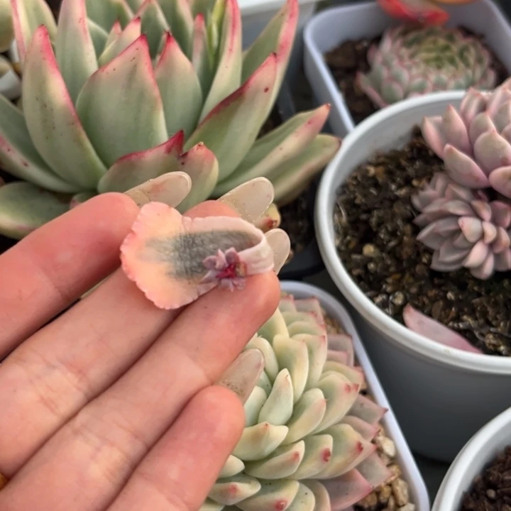 M***王晚霞之舞锦叶片一颗