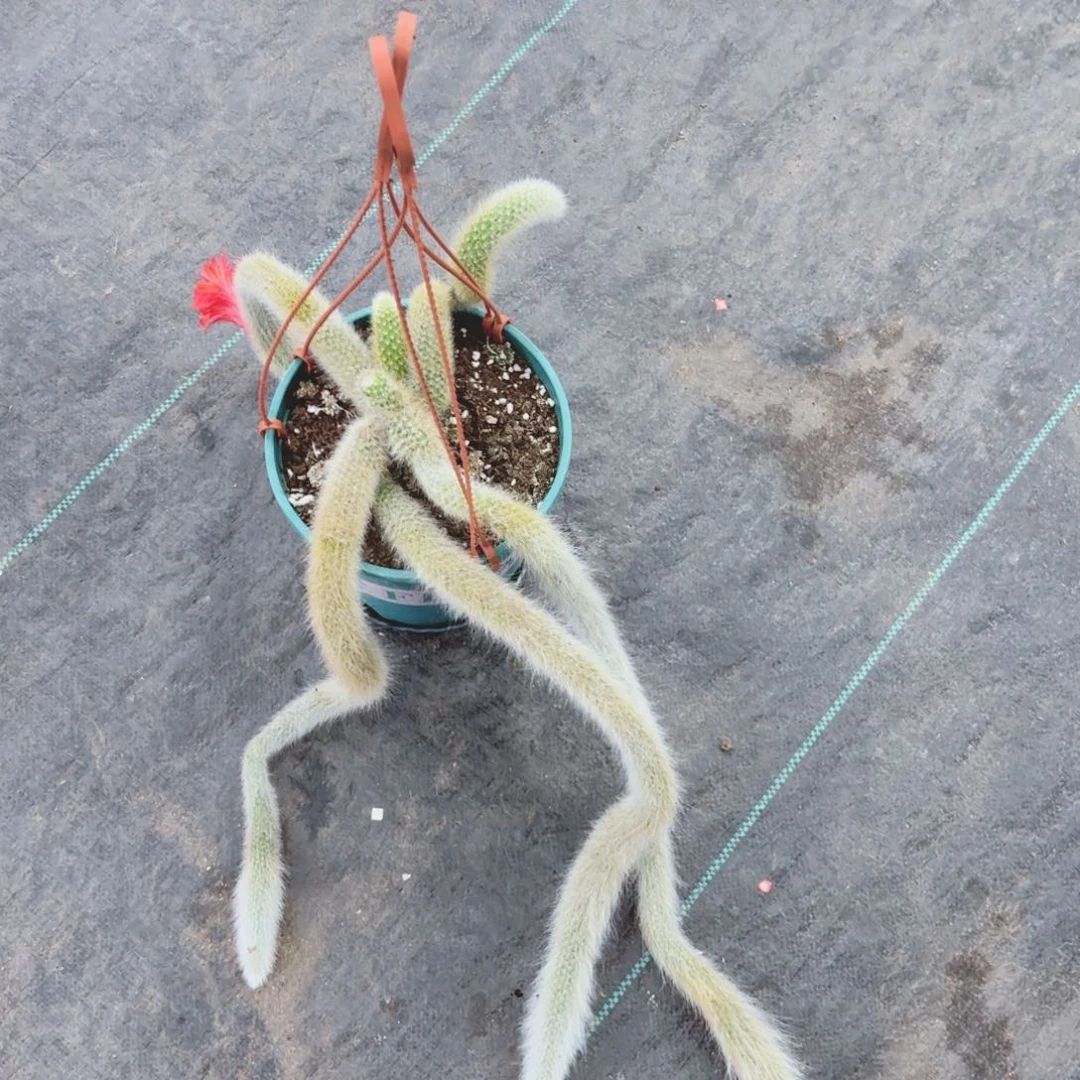 九尾狐一颗包邮包邮包邮包邮