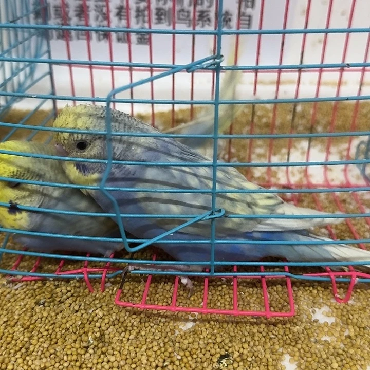 虎皮鹦鹉大头在线