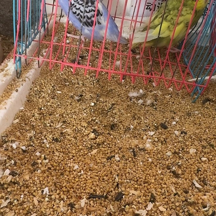 虎皮鹦鹉大头在线