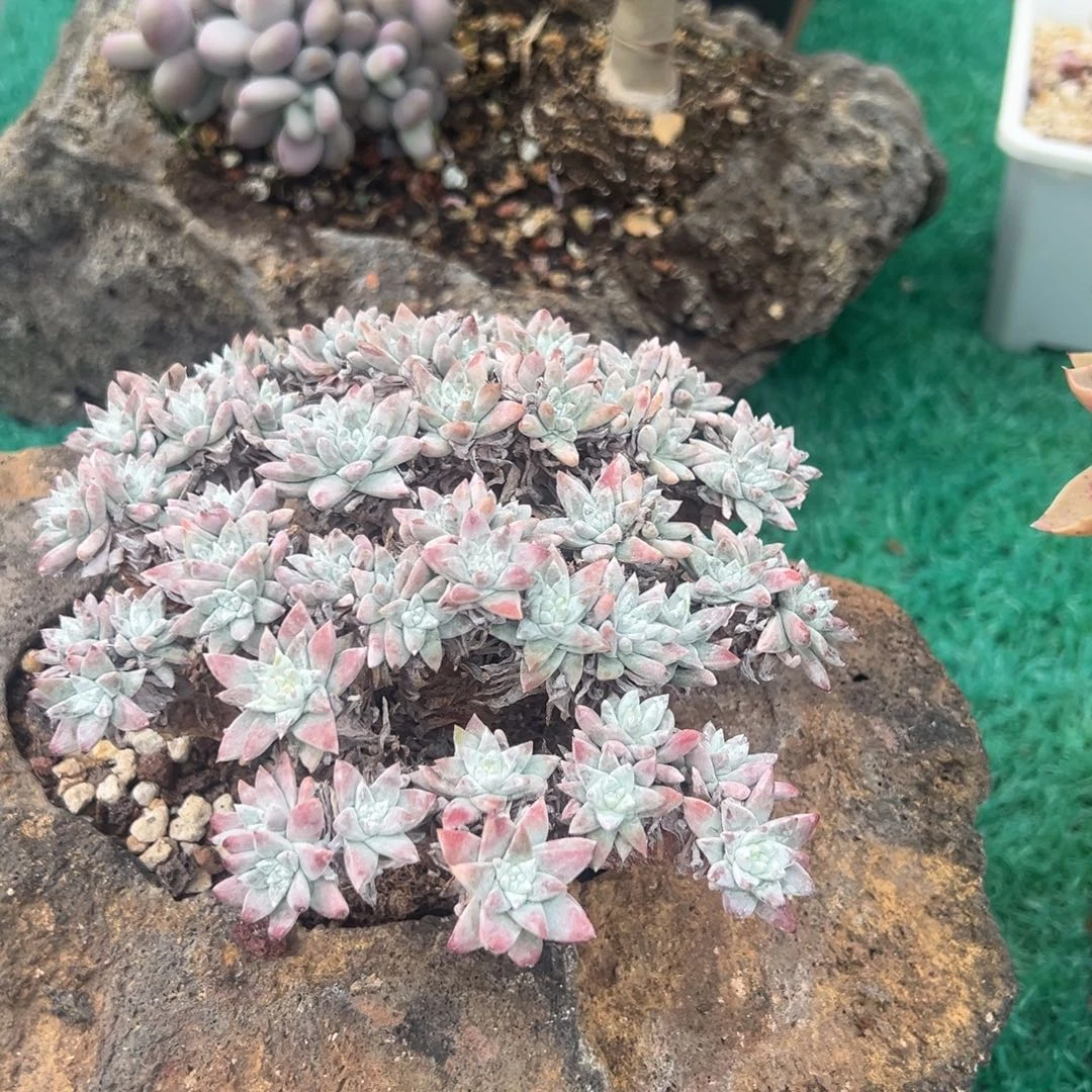 白菊，，，，，，，，，，，，，，，