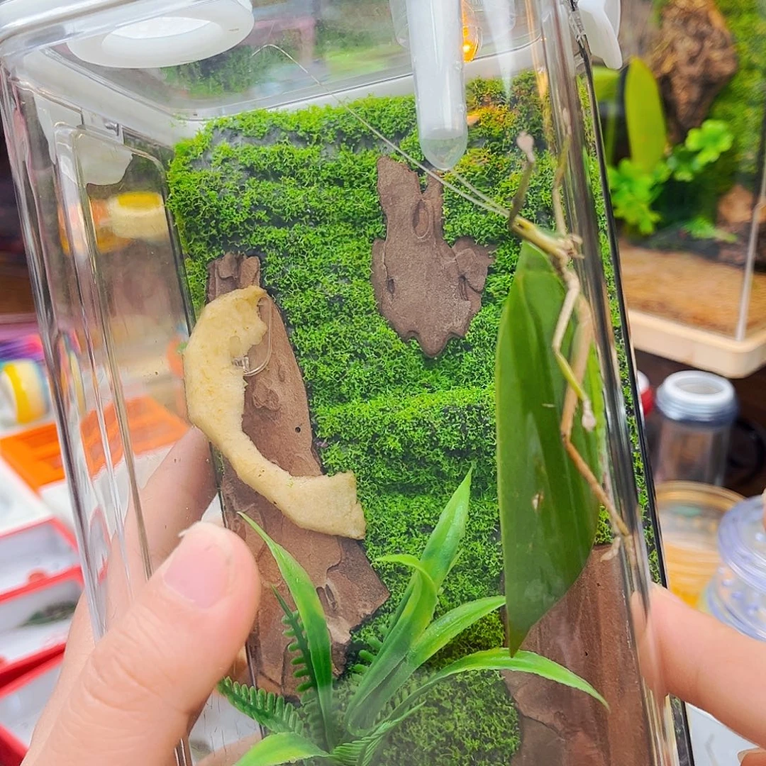 生态箱➕素贝柬竹电报铃