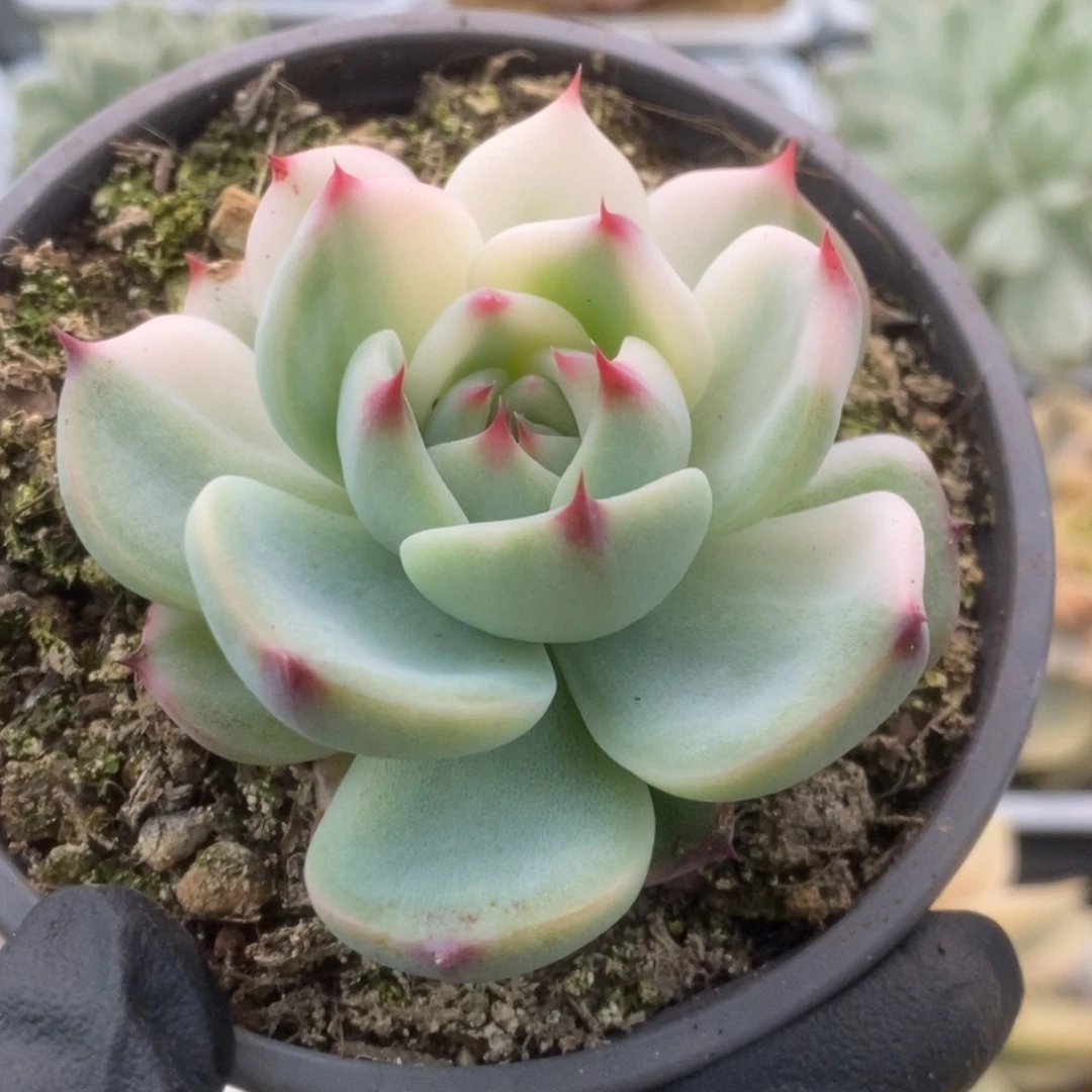 154锦锦锦锦锦锦锦锦