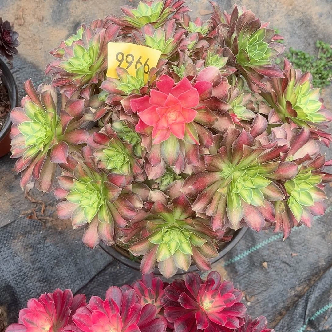 9966韶华多肉植物