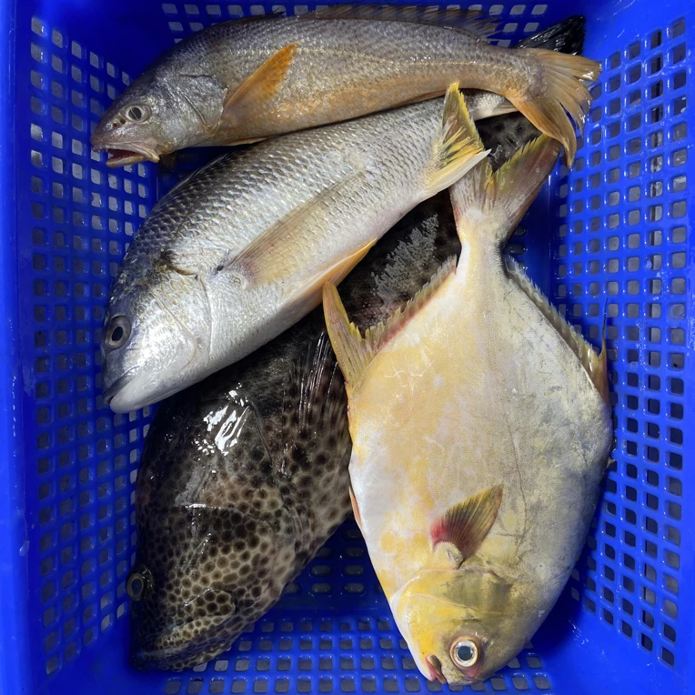海鲜杂鱼混搭A 海鲜组合 送礼 聚餐 广东阳江海陵岛