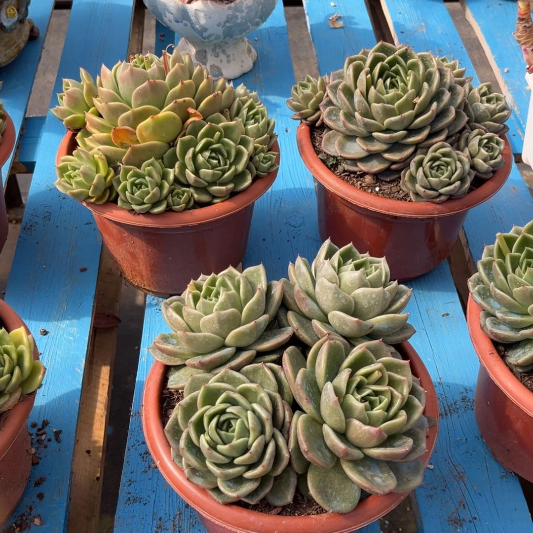 小雨多肉群生白玫瑰