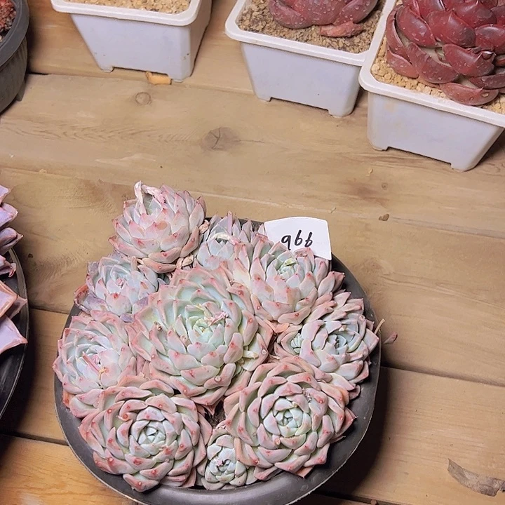 ?****?966////////////////