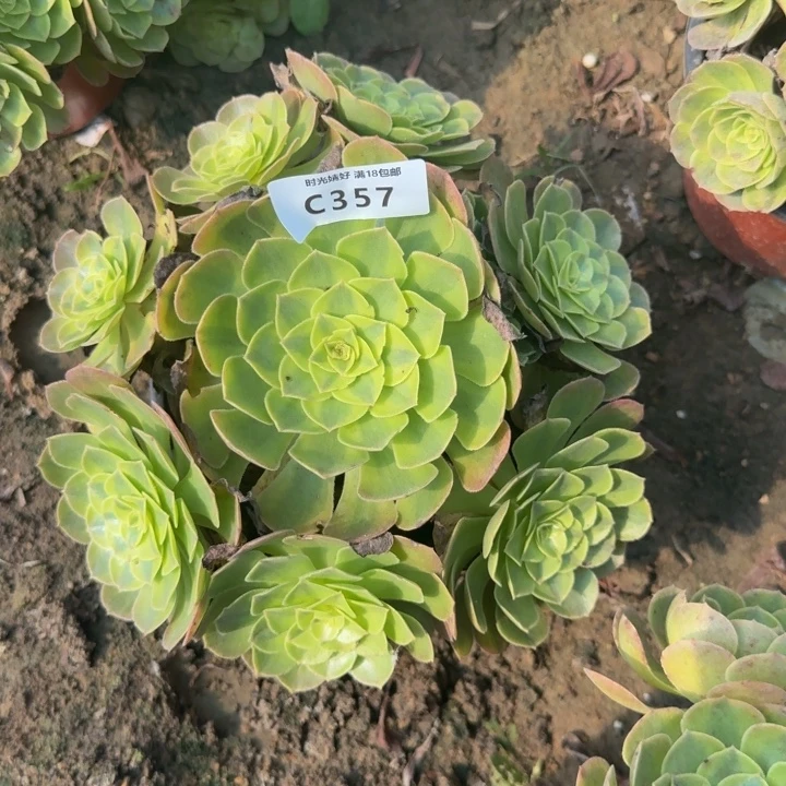 357雨荷。多肉植物