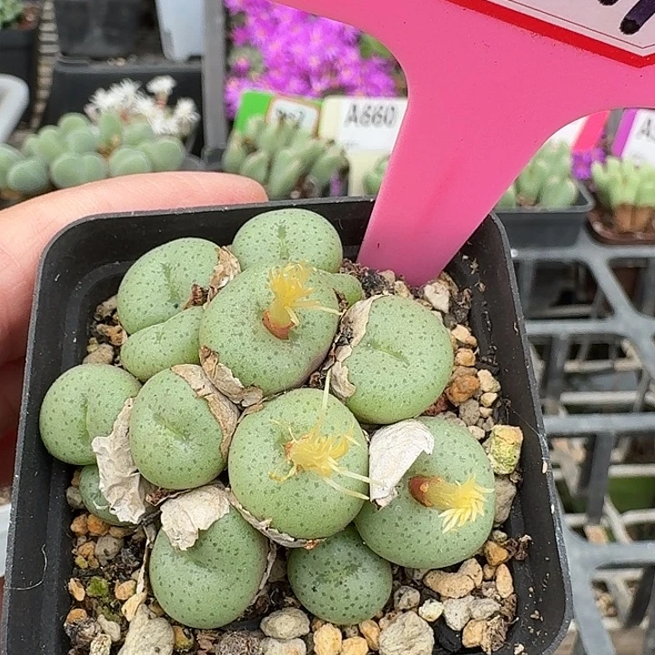 密密麻麻密密麻麻4011