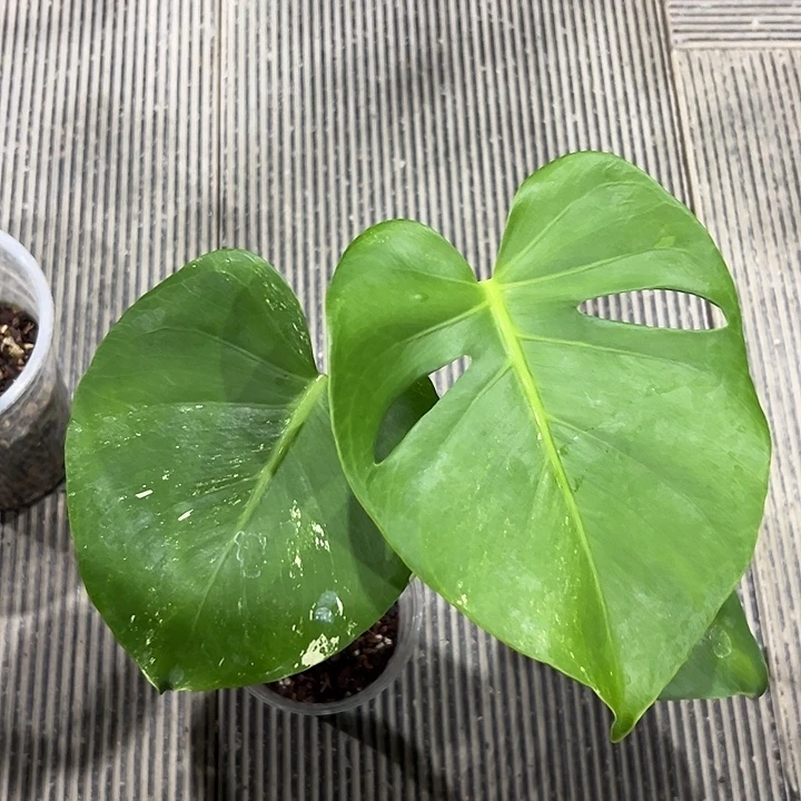 不开花植物短茎薄荷