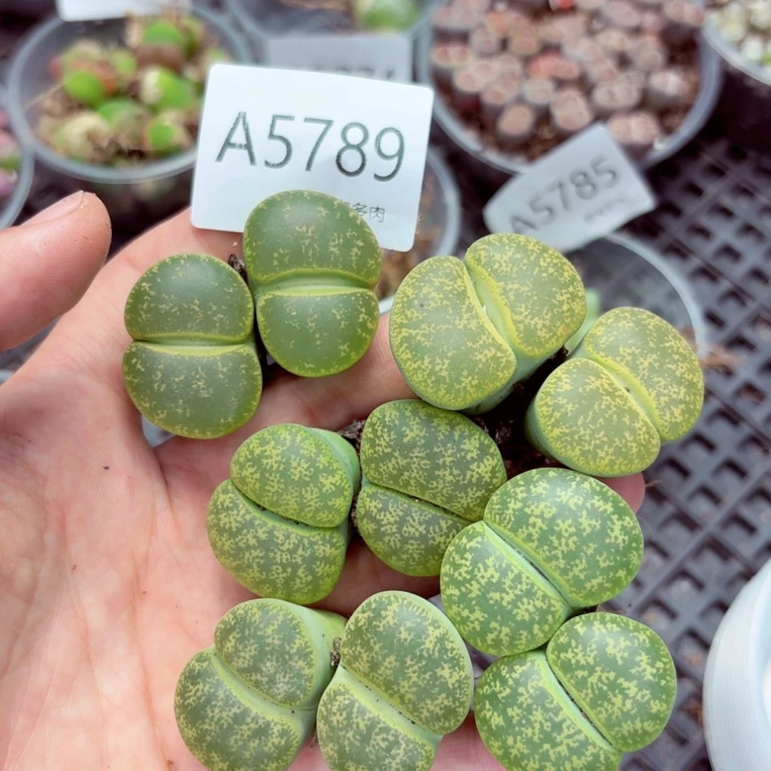 5789—生石花 生石花