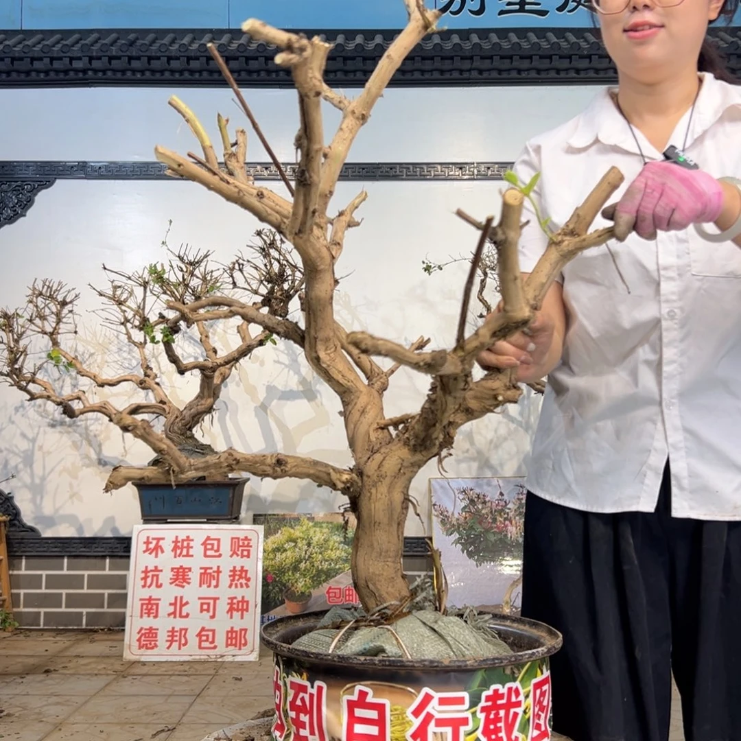 无花朵金银花888888