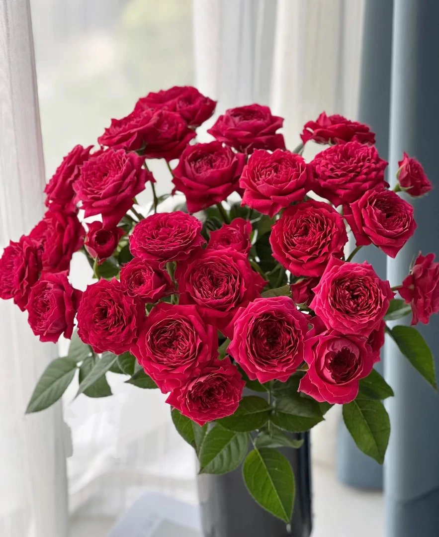 【如熙臻品】香草 -- 稀有多头玫瑰（注意：收到一定带包装醒花）