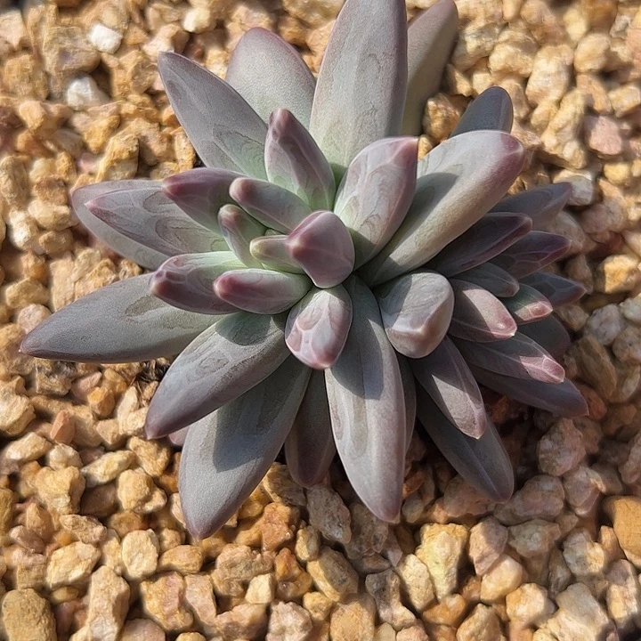 双头雪戴莉11111111