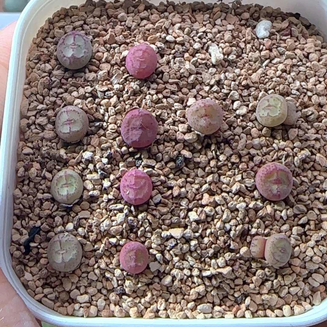 6.1.128/白花紫猴杂/福利